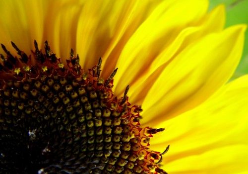 Semillas de girasol