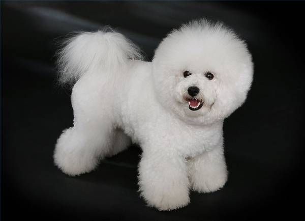 Bichon fritas