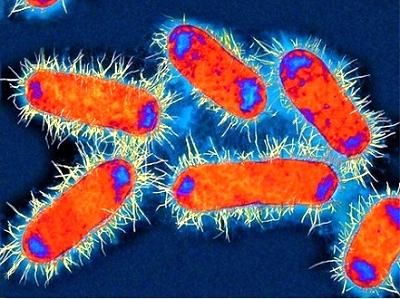 El cambio climático lleva a la aparición de bacterias mortales