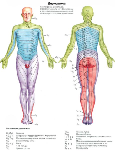 La médula espinal 