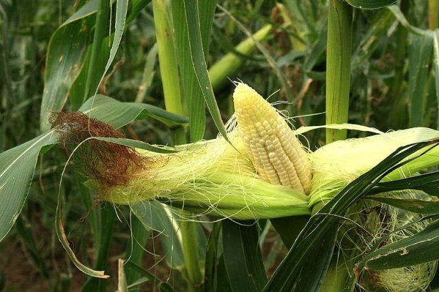 Estigmas de maíz