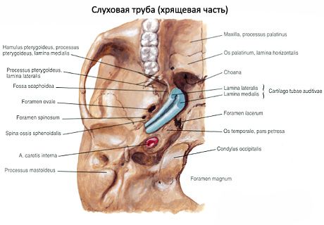 Trompeta auditiva (eustachian)