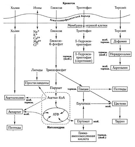 Las formas de intercambio de mediadores y el papel de la barrera hematoencefálica en el metabolismo (en: Shepherd, 1987)