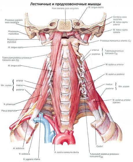 Músculos profundos del cuello