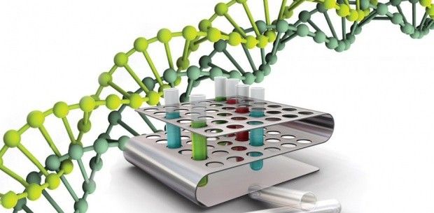 Los cromosomas artificiales ayudan a hacer frente a las enfermedades hereditarias