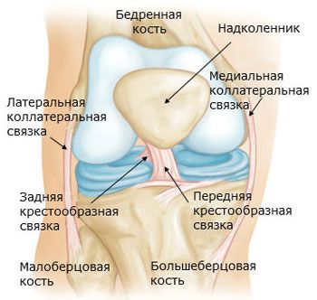 Articulación de rodilla