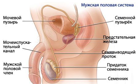 Anatomía y fisiología del sistema reproductivo masculino