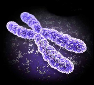 La causa de la migraña es la mutación del cromosoma X