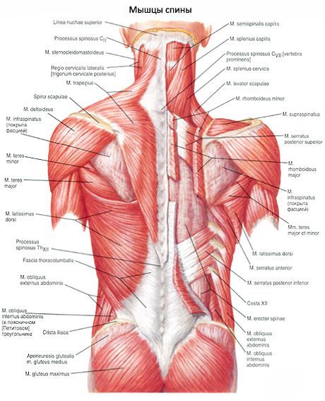 Músculos de la espalda