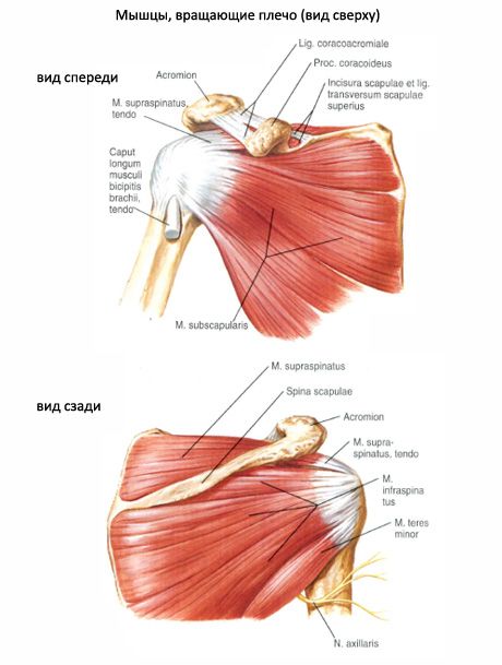 Músculos musculares y subagudos