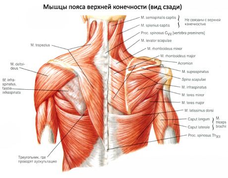 Músculos musculares y subagudos