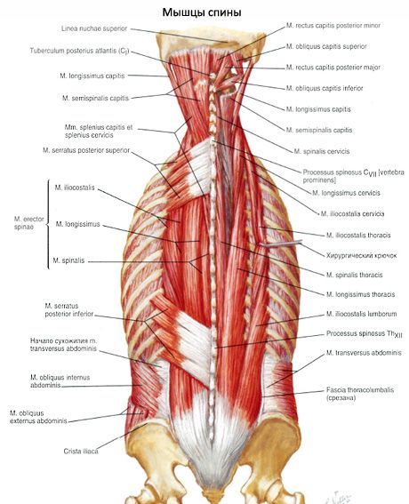 Músculo, alisando la columna vertebral