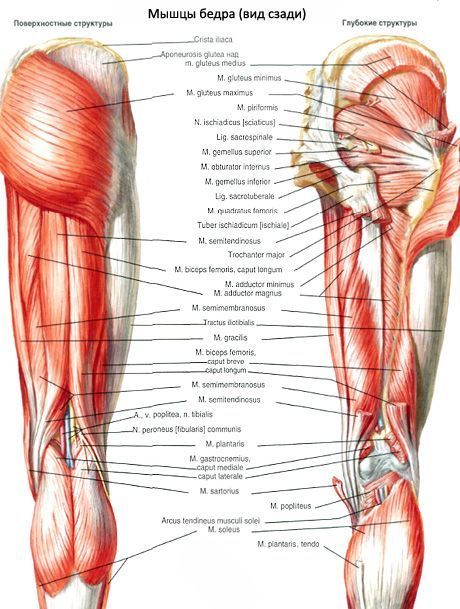 El bíceps femoral