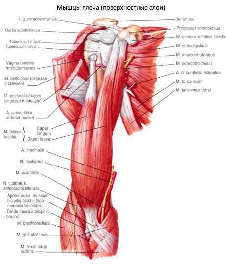 El músculo biliar humeral (m.coracobrachialis)