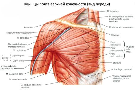 Músculos de la cintura escapular