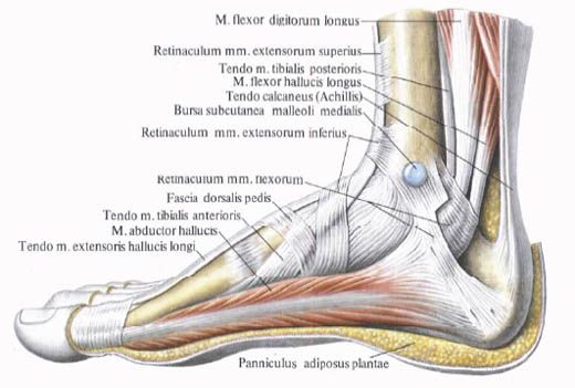 Músculos del pie