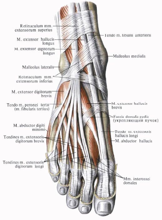 Músculos del pie