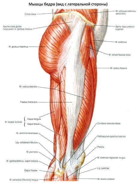 Músculos de la pelvis (músculos de la cintura pélvica)
