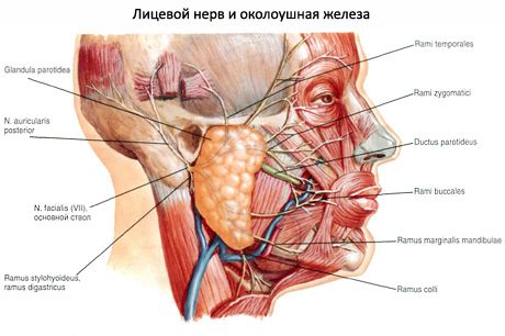 Glándula salival parótida