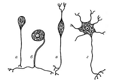 Tipos de células nerviosas