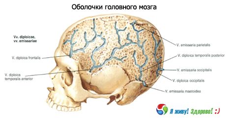Conchas del cerebro