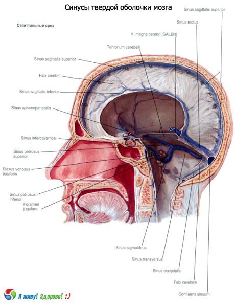 Senos (senos paranasales) de la membrana sólida del cerebro