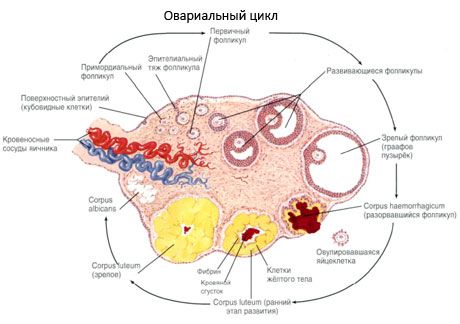 Ovogénesis.  Ciclo menstrual
