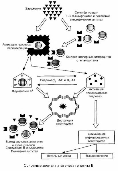 La patogénesis de la hepatitis B