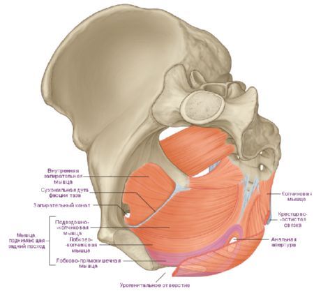 Músculos del diafragma de la pelvis
