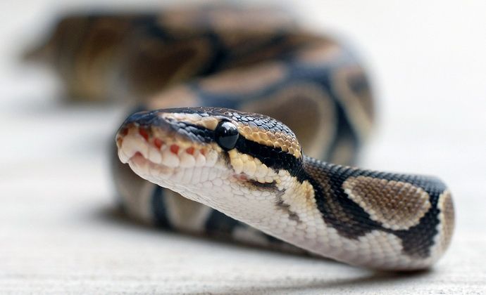 Cómo protegerte de una mordedura de serpiente