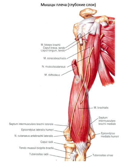 Músculos del hombro