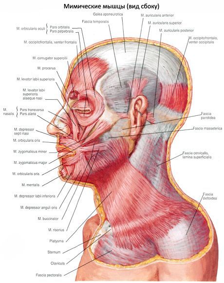 El músculo subcutáneo del cuello (platisma)