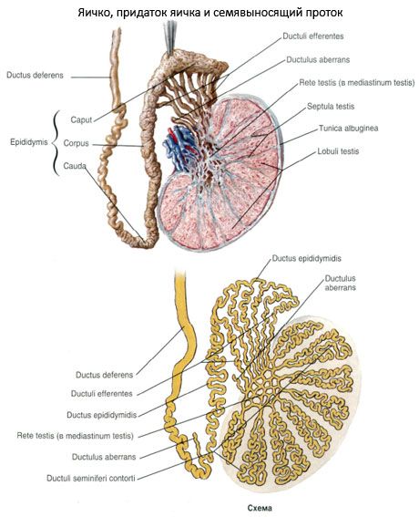 Conducto vesicular (ductus deferens)