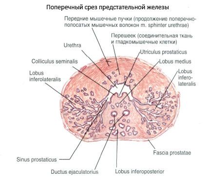 Estructura de la próstata