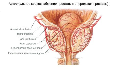 Vasos y nervios de la próstata