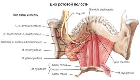 La glándula salival submandibular 