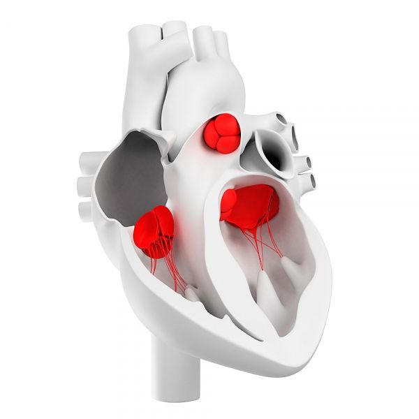 Válvulas cardíacas y su estructura morfológica