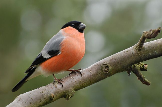 Los científicos han pensado en los beneficios de las aves silvestres