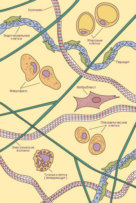 Tejido conjuntivo  Tipos de células y fibras de tejido conectivo laxo