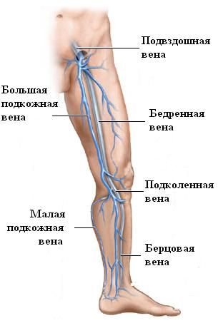Circulación del pie