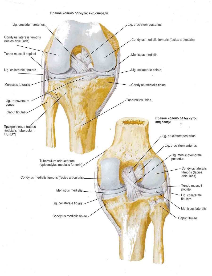 Ligamentos de la rodilla