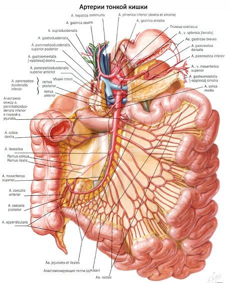 Arterias del intestino delgado