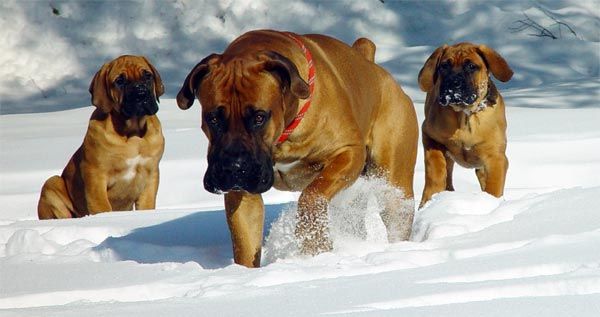 Mastín sudafricano o Boerboel