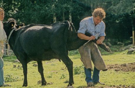 Maestro de pedicura para vacas