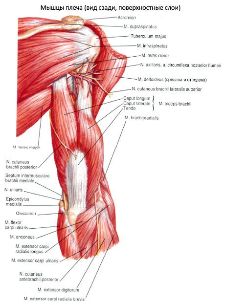 El músculo tríceps braquial (tríceps pecula)