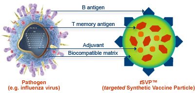 Una vacuna sintética compleja basada en moléculas de ADN