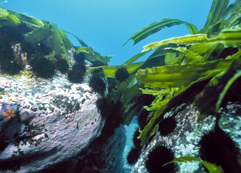 Si restauramos la población de nutrias marinas, entonces, a su vez, se reducirá la cantidad de erizos de mar, lo que significa que la laminaria será más grande.