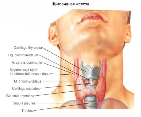 La glándula tiroides (glandula tiroidea)