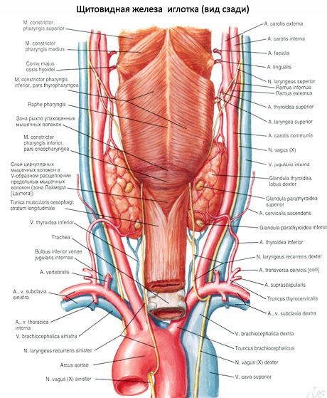 La glándula tiroides (glandula tiroidea)
