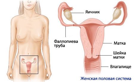 Anatomía y fisiología del sistema reproductivo femenino